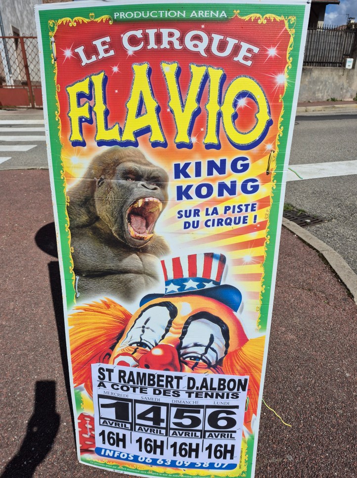 Les affiches sont déjà posées dans les rues de Saint-Rambert-d'Albon — le grand événement approche. Le Cirque Flavio s'installe rue du Terraly à côté des terrains de tennis (parking de l'ancienne piscine), pour quatre représentations exceptionnelles autour d'un spectacle inédit : King Kong sur la piste du cirque ! Mercredi 1er, samedi 4, dimanche 5 et lundi 6 avril 2026, toutes à 16h — soit quatre occasions de vivre la magie du chapiteau en famille, pendant les vacances de Pâques. Plus d'1h30 de spectacle (avec une courte pause en milieu de programme), des animaux en piste — chevaux, poneys, lamas — et des tarifs accessibles à tous : 12 € en gradin, 14 € en loges. Un rendez-vous à ne manquer sous aucun prétexte pour les petits et les grands du nord Drôme.