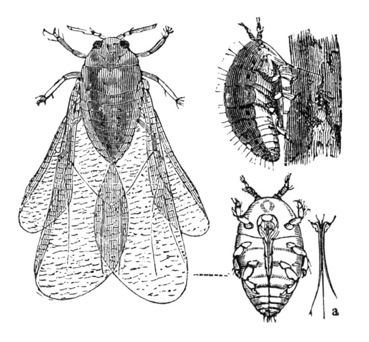  Entre 1863 et 1900, le phylloxéra ravage le vignoble français.